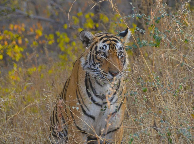 Golden Triangle with Tiger & Frescos of Shekhawati
