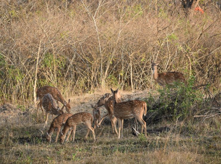 Bandipur National Park