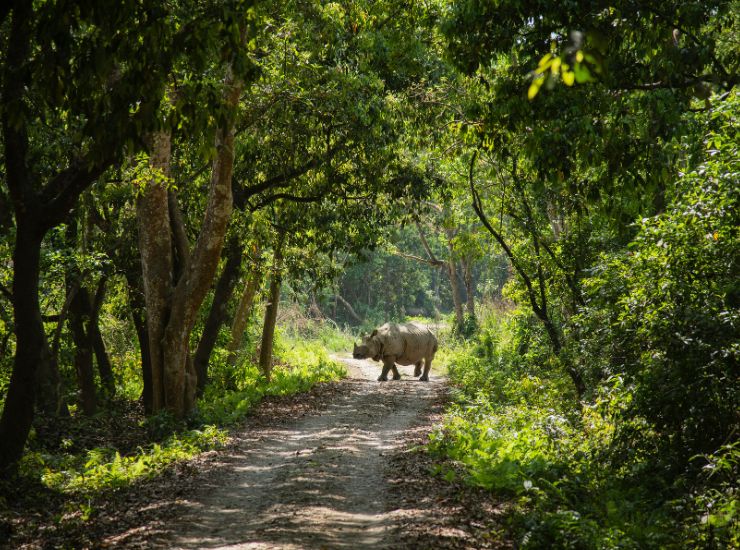 Chitwan Jungle Safari