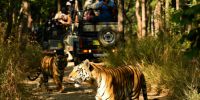 Indian Wildlife Tours