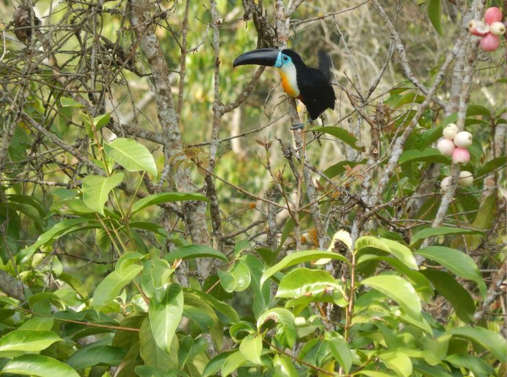 wildlife of Andaman and Nicobar